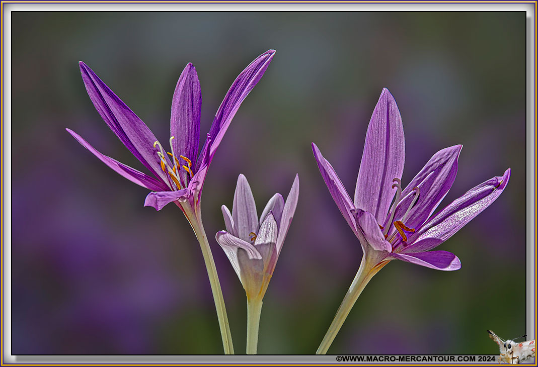 Colchiques